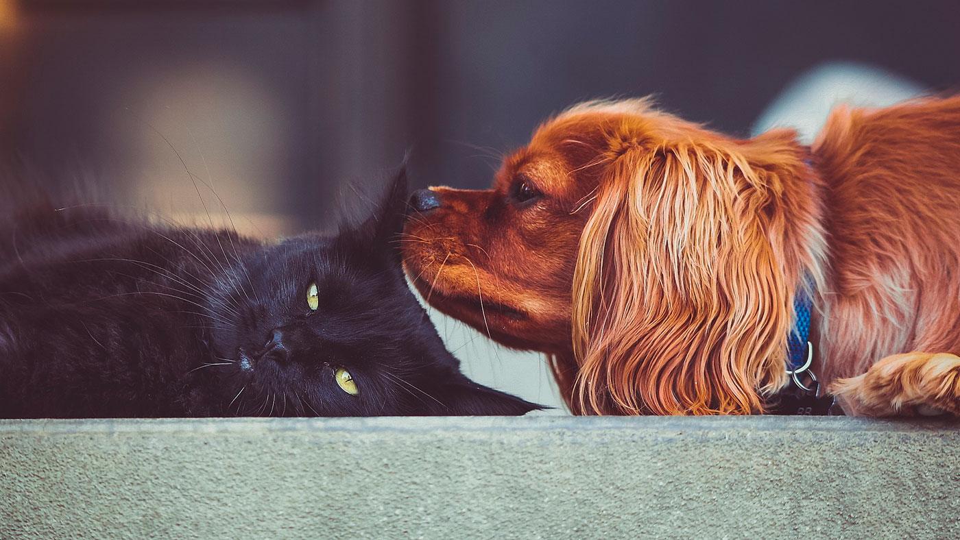 Perfis No Instagram Para Quem Gosta De Animais