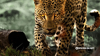 A Vida dos Leopardos (2024)