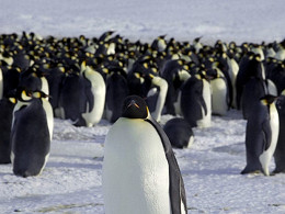 Robô ajuda monitorar a vida de pinguins na Antártica