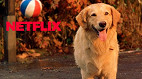 5 Filmes com cachorros para assistir na Netflix