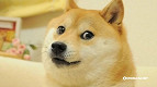 Morre Kabosu, a cadela do meme Doge e Dogecoin, aos 18 anos